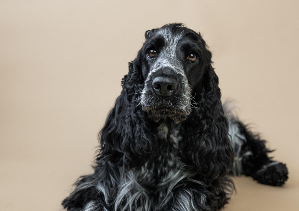 Beautiful coat, healthy skin – Improve your dog’s wellbeing through diet