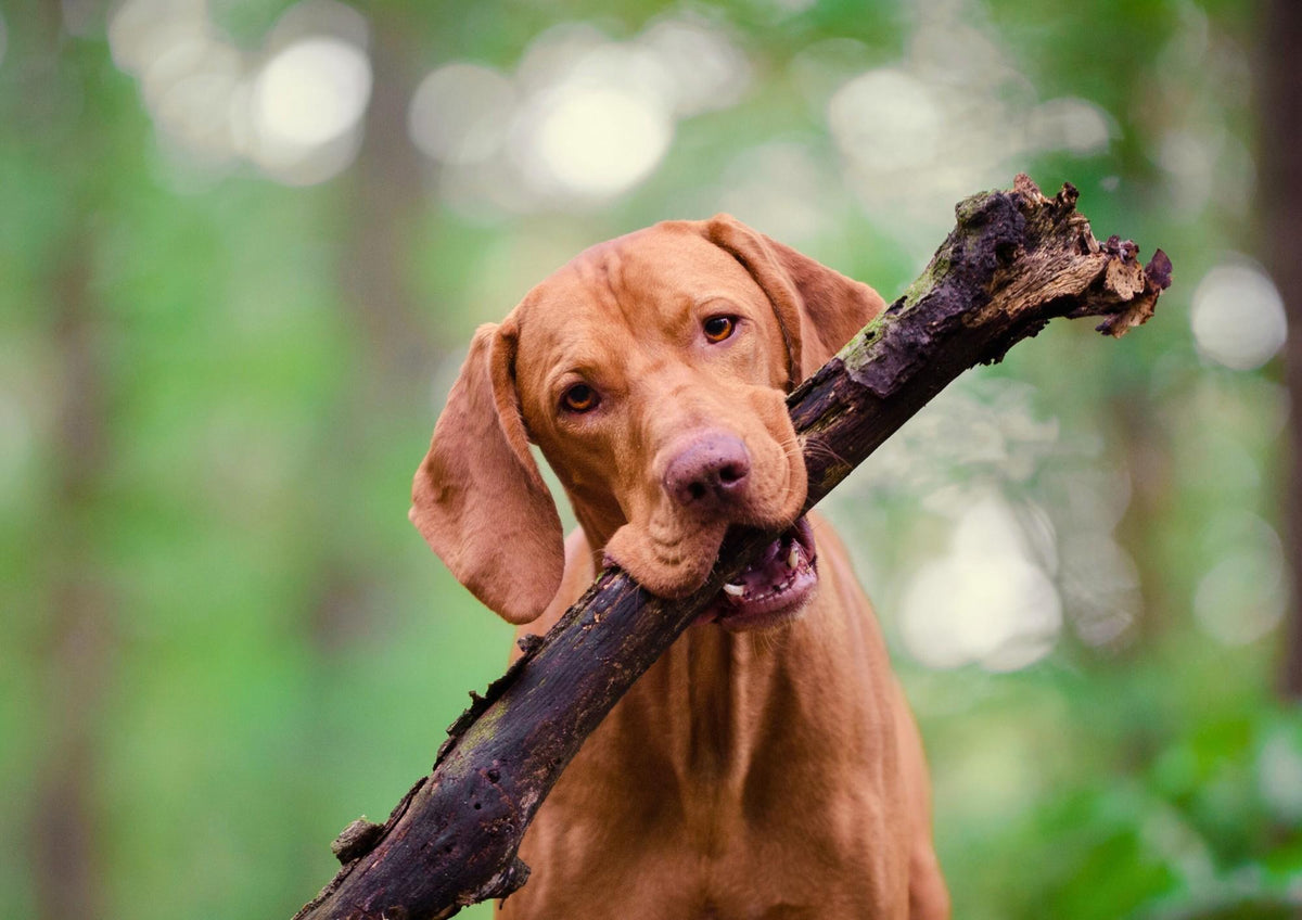 How to choose a supplement for my dog? A 6-step guide