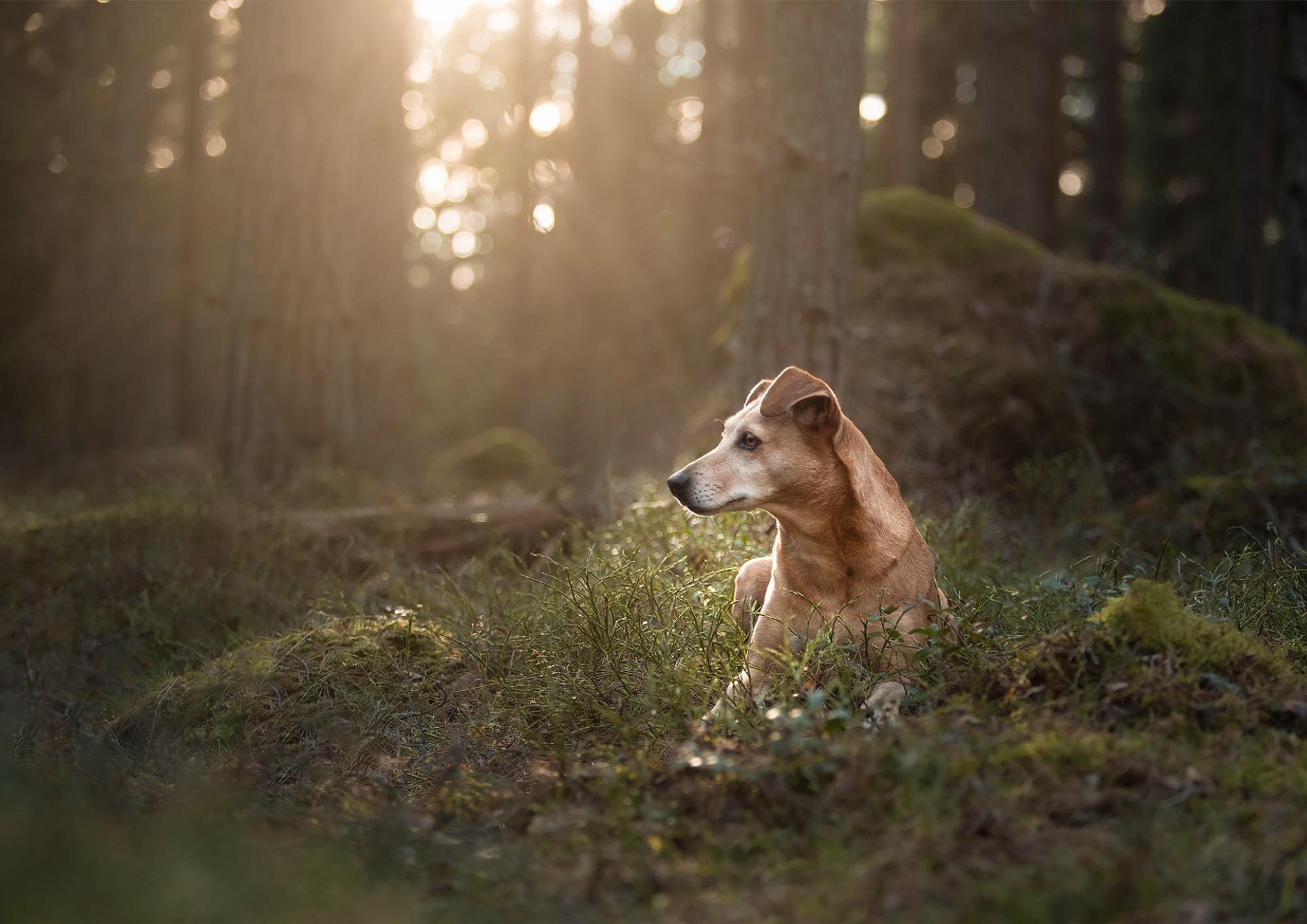 Is dog food really safe – and what does that mean? We found out what dog owners think