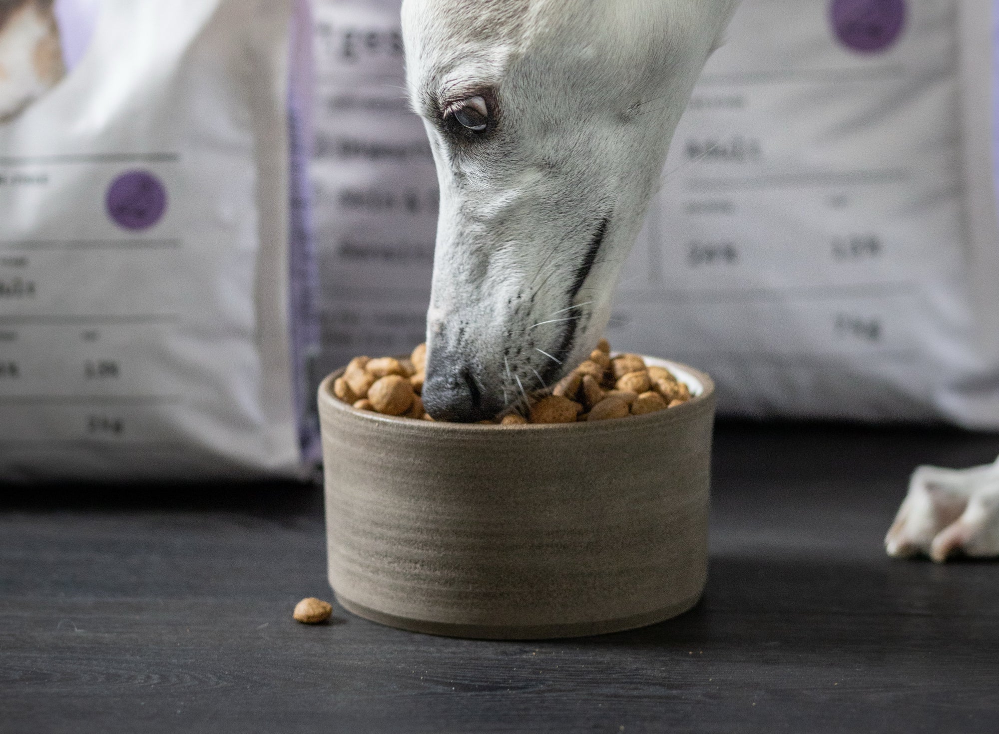Food Sensitivity in Dogs: Common Signs to Look Out For