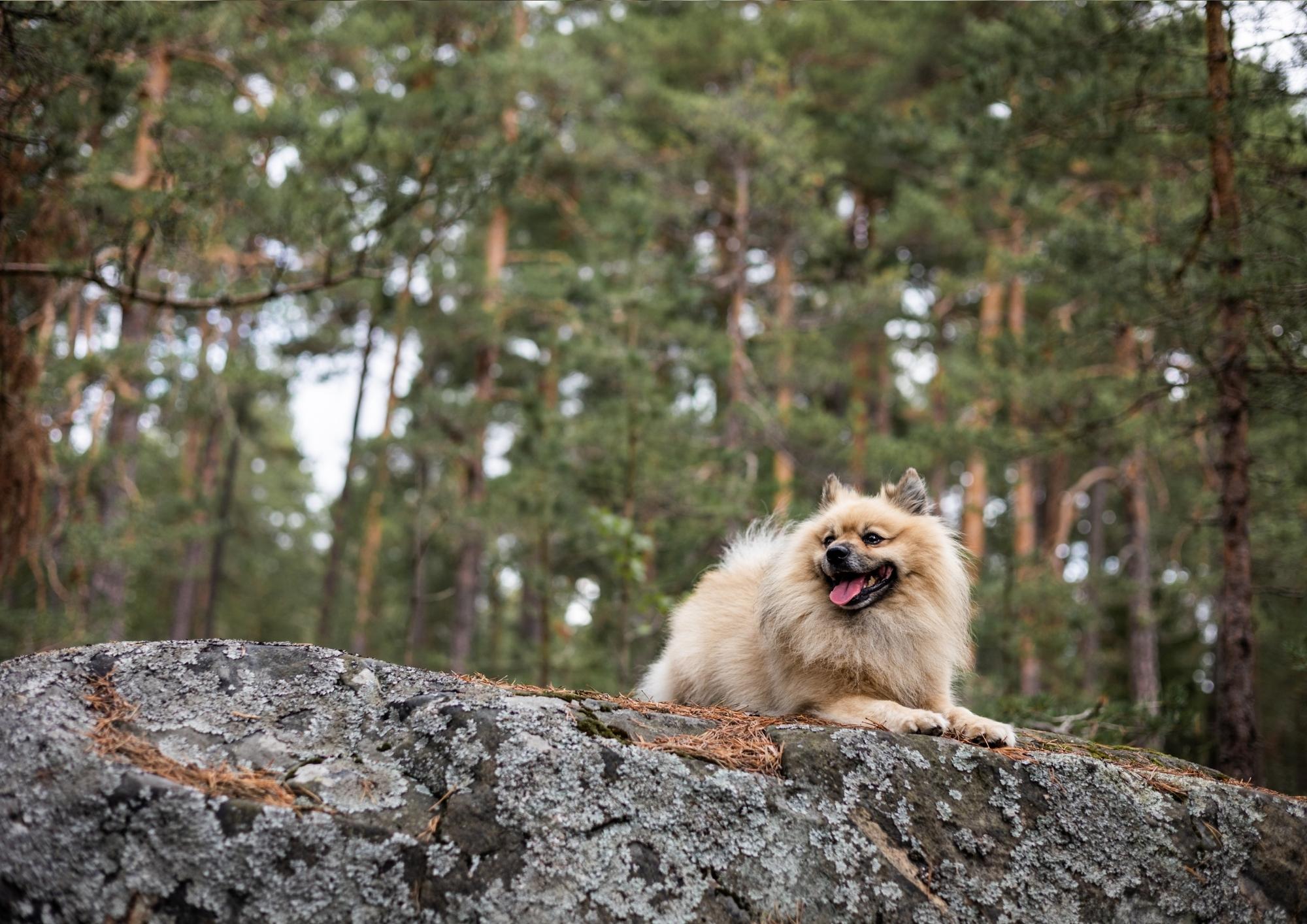 Why does a dog eat inappropriate things?