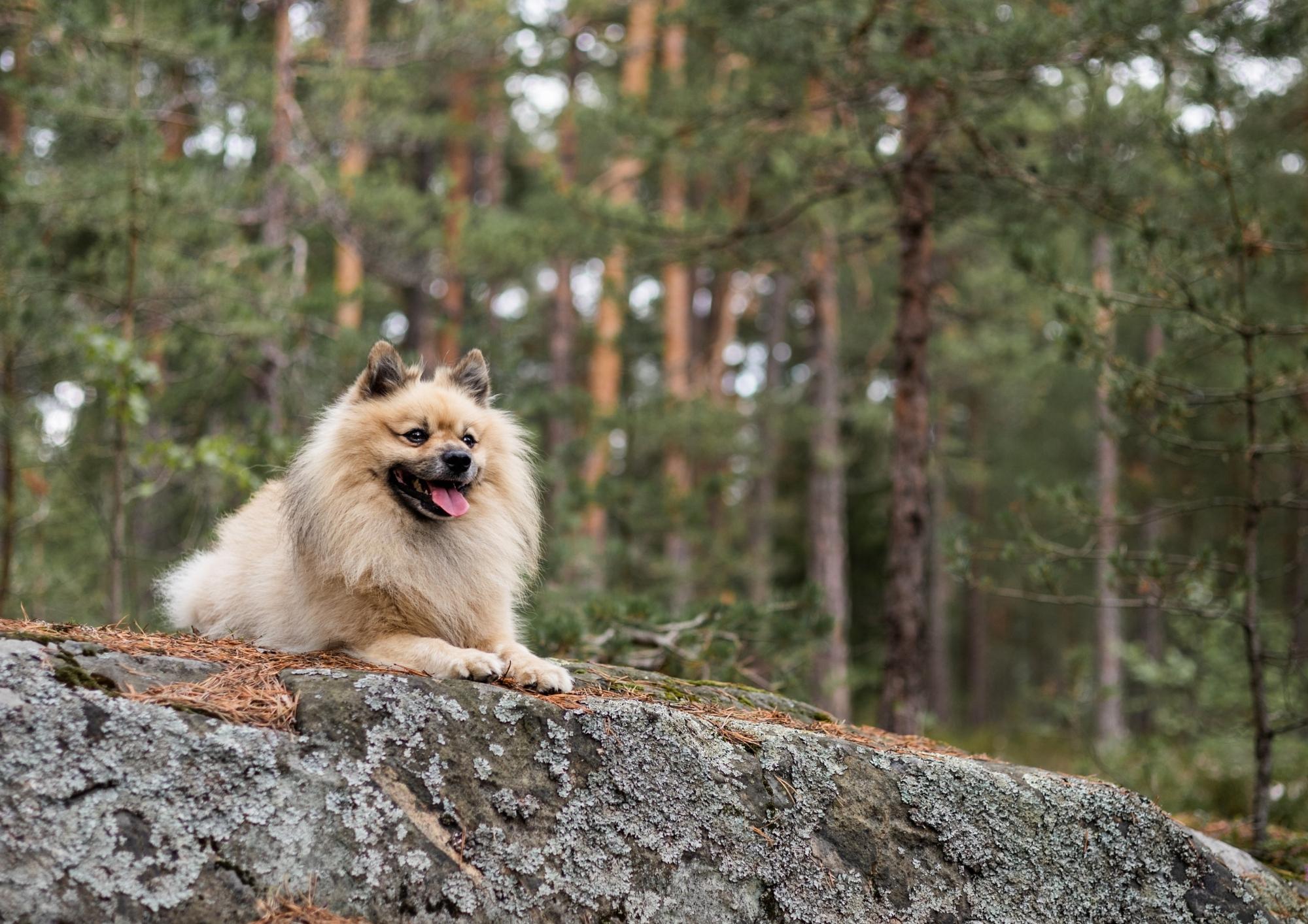 Customer Insights – How Alvar's Diet Impacts Dog Wellbeing