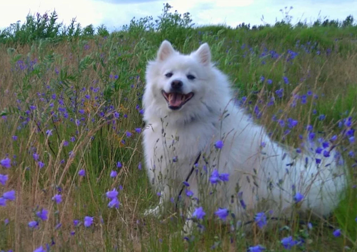Neutered dog - consider these 3 key things in their diet