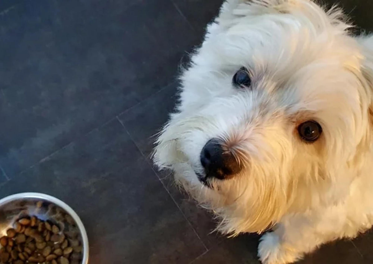 Kuono inquires: How to Choose the Most Suitable Food for Your Dog