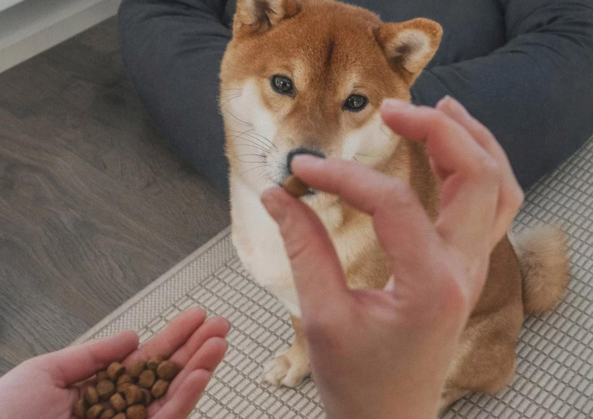 What is Nesting Behavior in Dogs: Understanding Their Natural Instincts