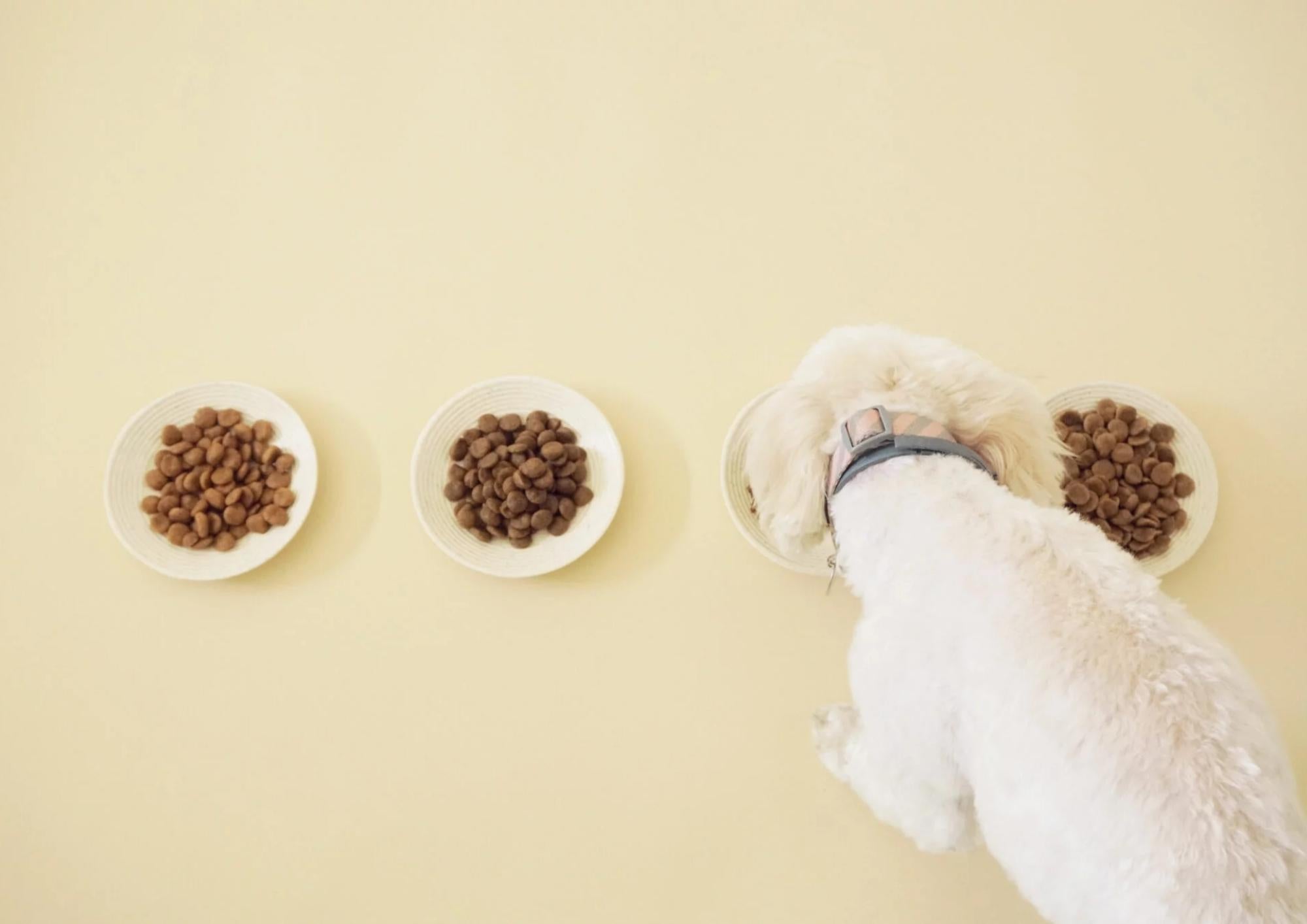 Switching dog food