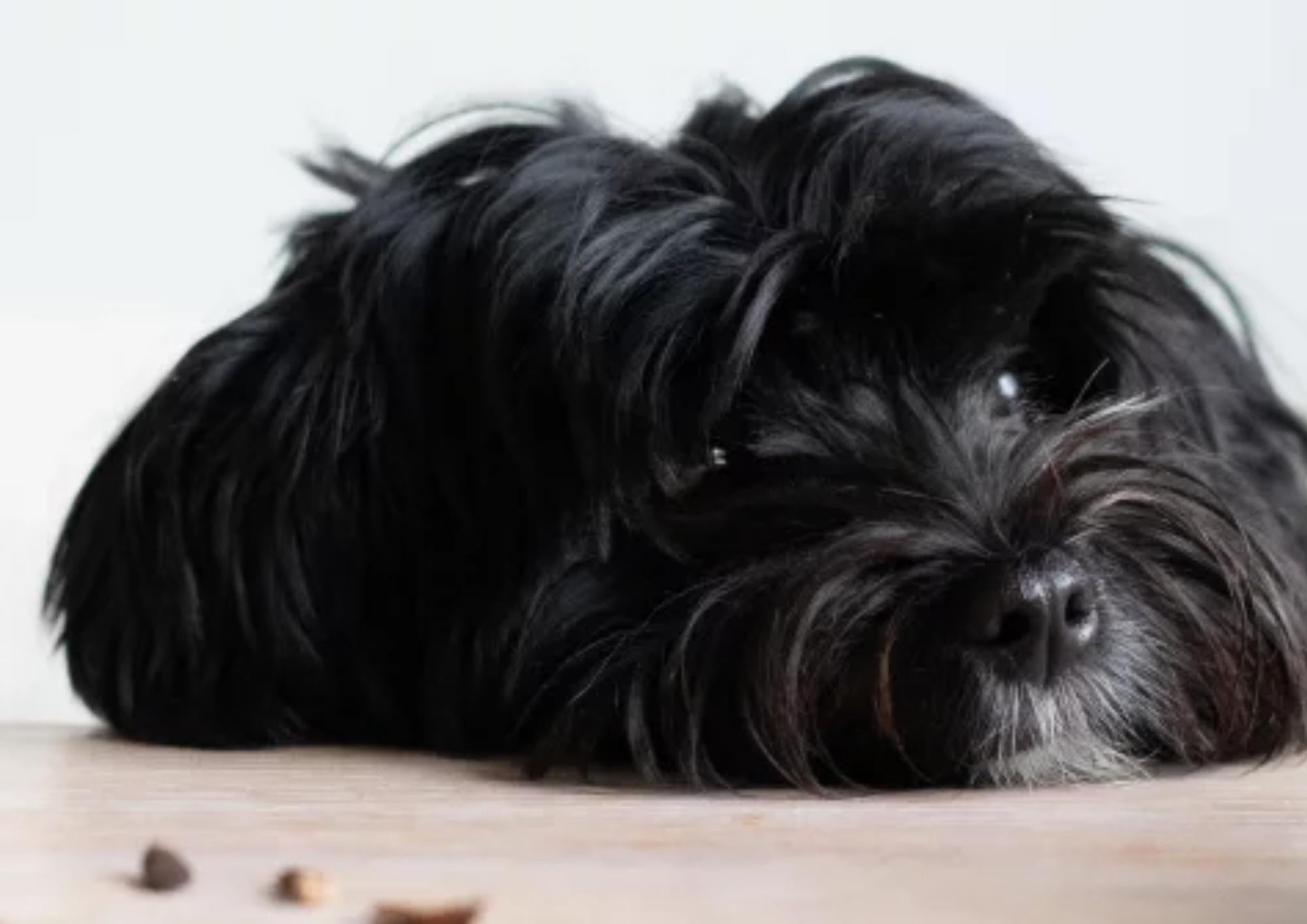 Dog with a sensitive stomach: Symptoms, causes and treatment