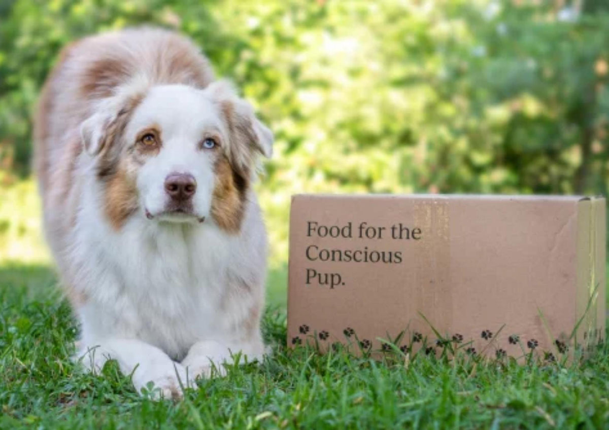 What Does Poop Tell You About Your Dog?