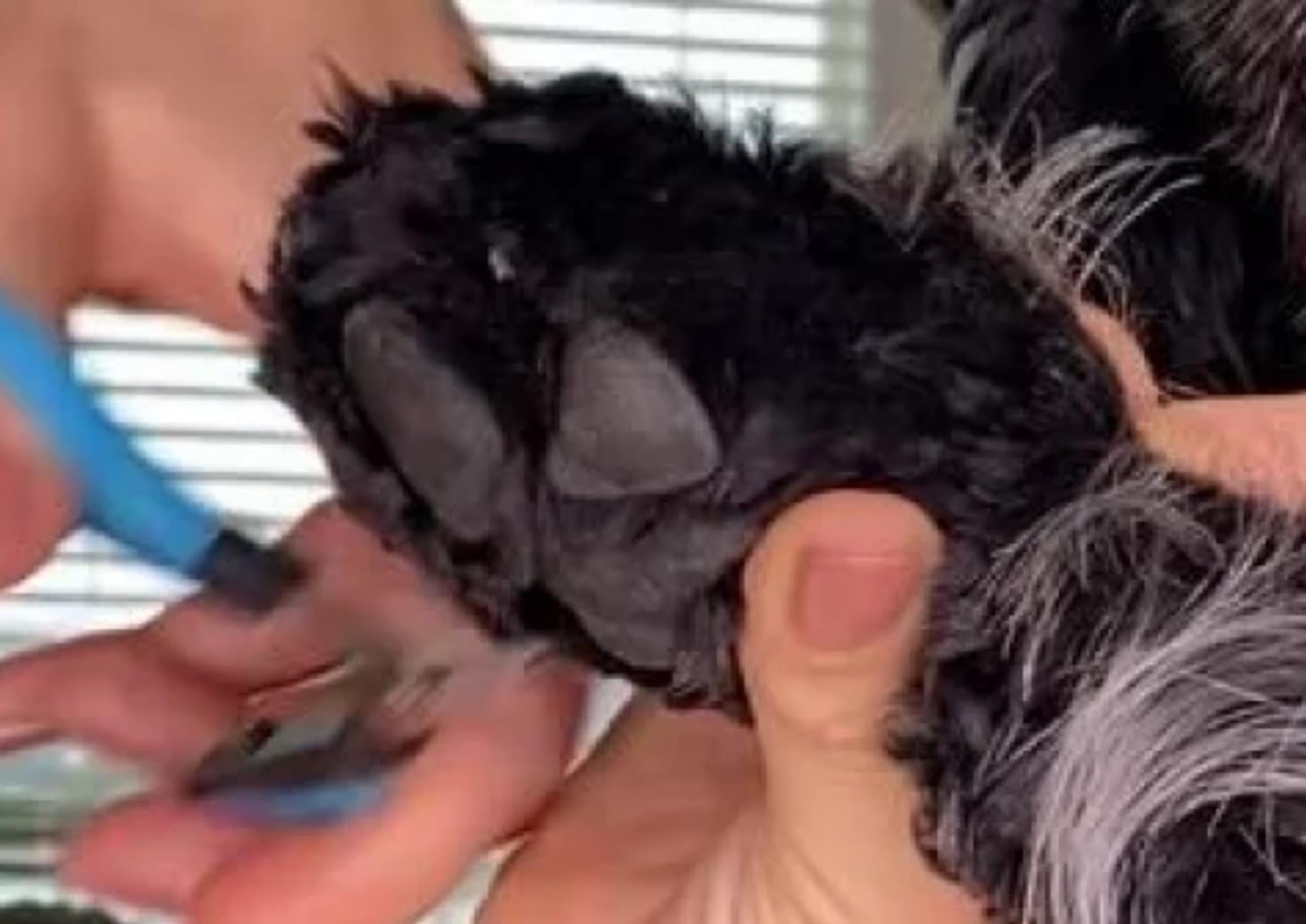 Dogs’ Sensitive Skin and Paws: Causes, Symptoms, and Solutions