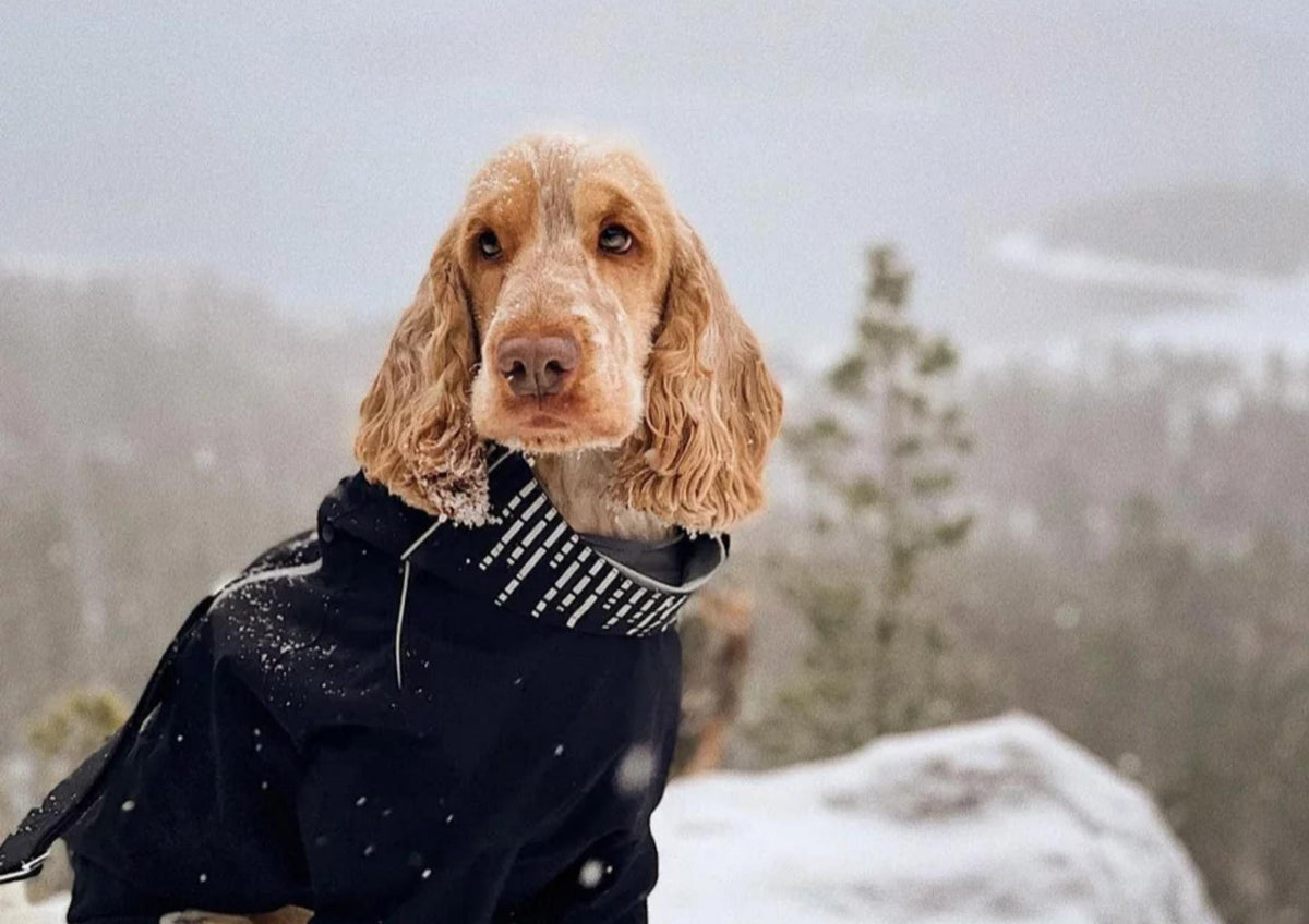 Customer Story: Sensitive Nelson Finally Found the Right Diet