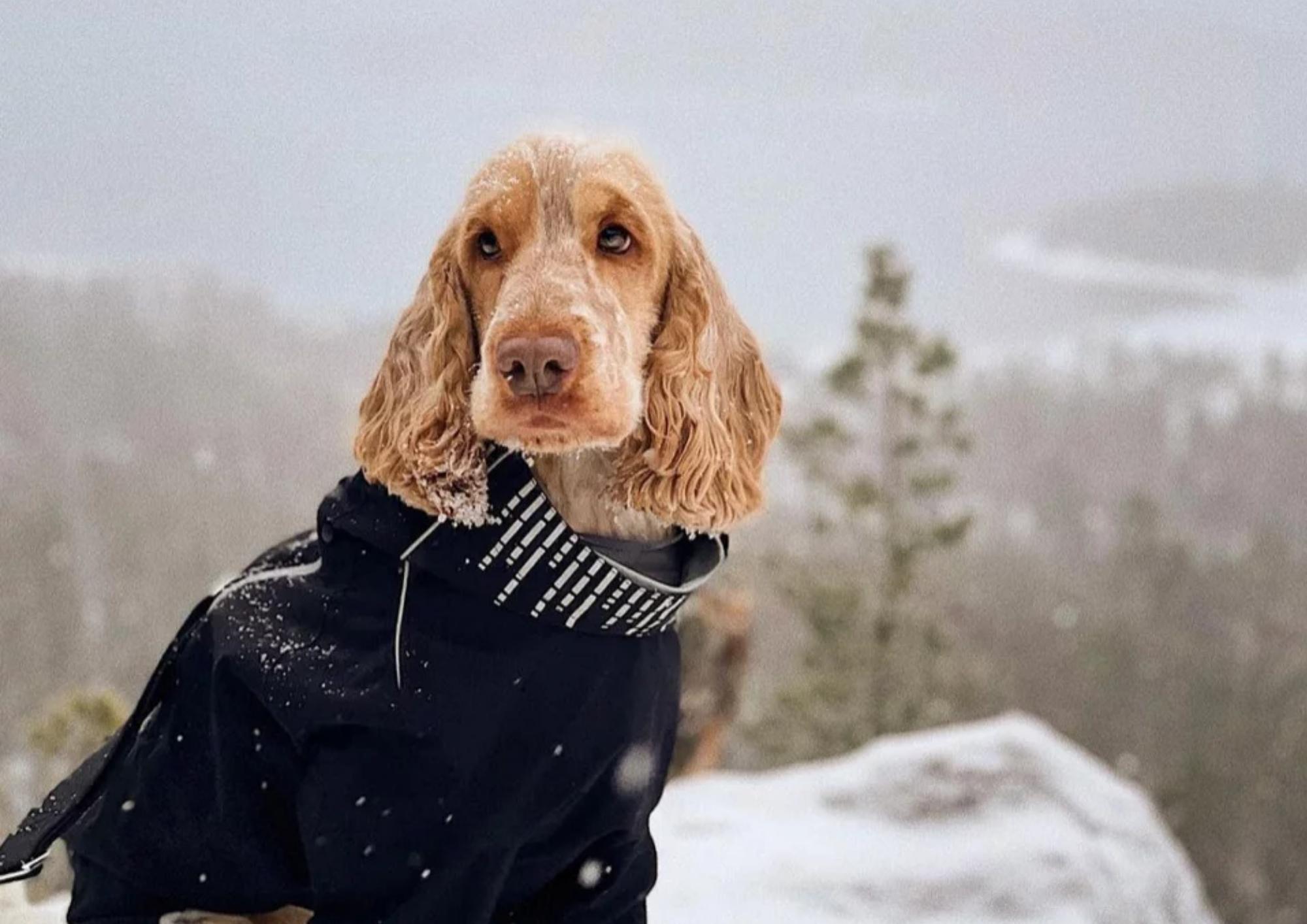 Customer Story: Sensitive Nelson Finally Found the Right Diet