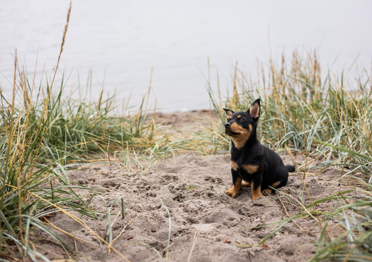 Designed for Puppy Needs
