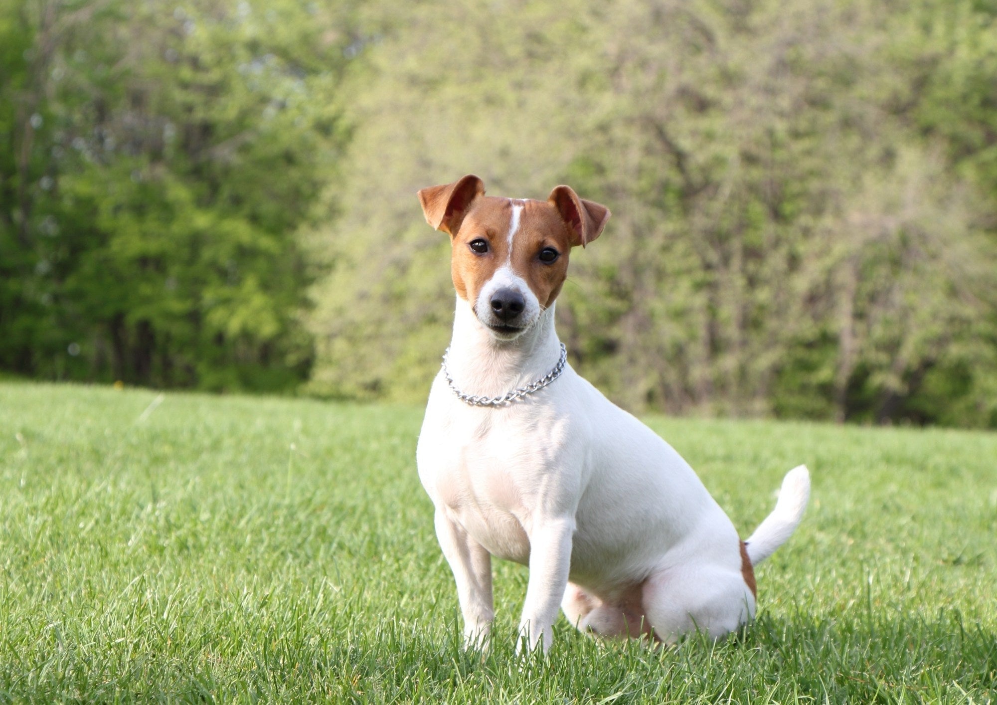 Does your dog need supplements? A guide to correct nutrition