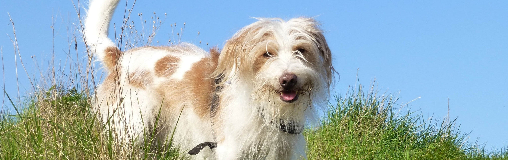 How long should puppy food stay in the bowl? When to switch puppy food to adult food?