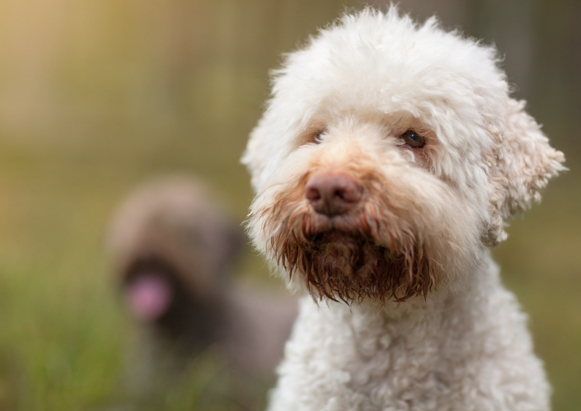 When does a dog benefit from a grain-free diet?