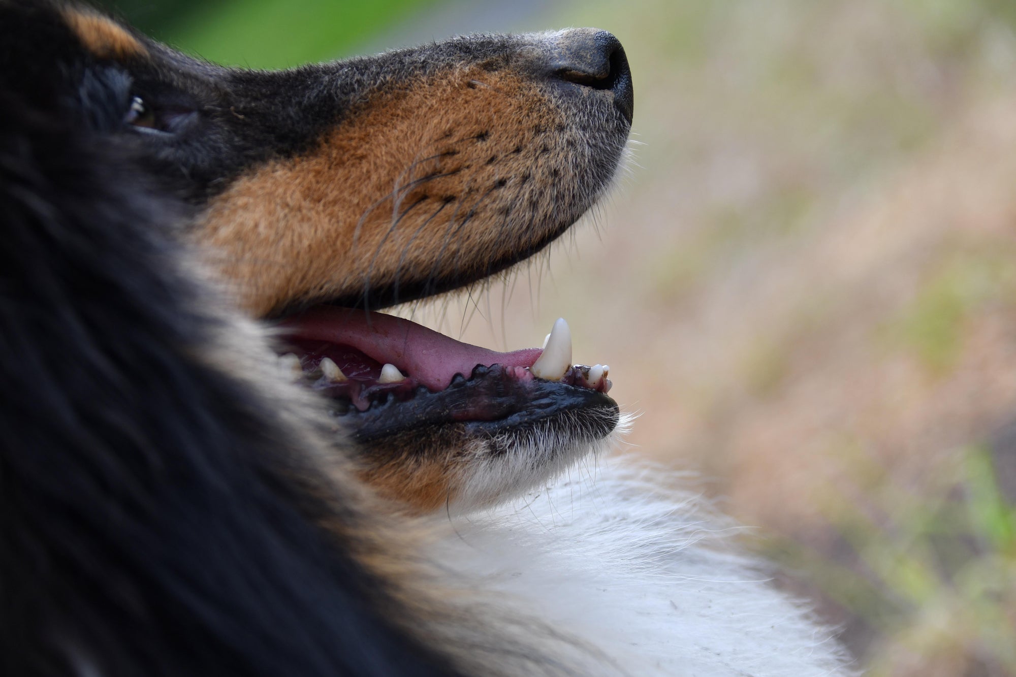 What every dog and cat owner should know about pet dental diseases