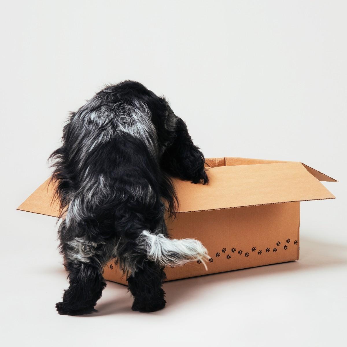 tailored meal plan for dogs