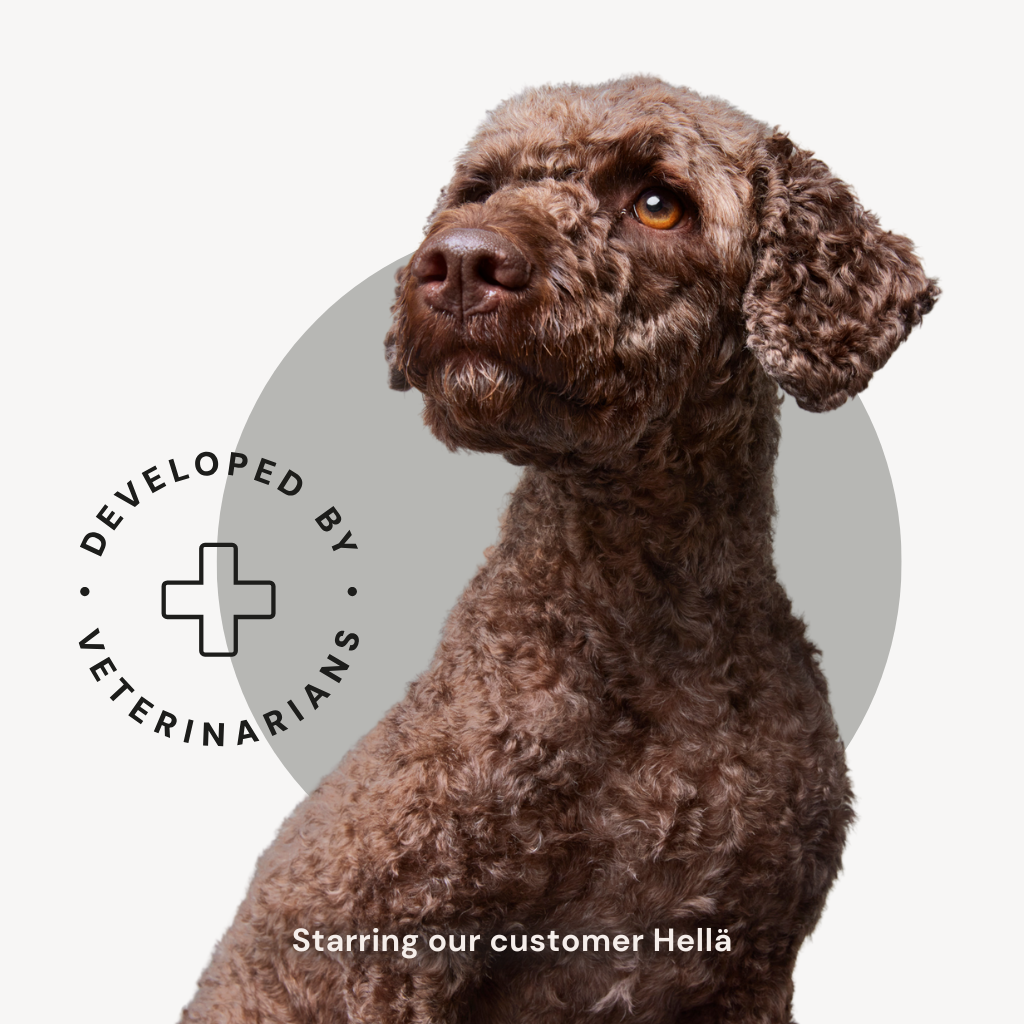 Dog food developed by veterinarians, photo of lagotto romagnolo dog