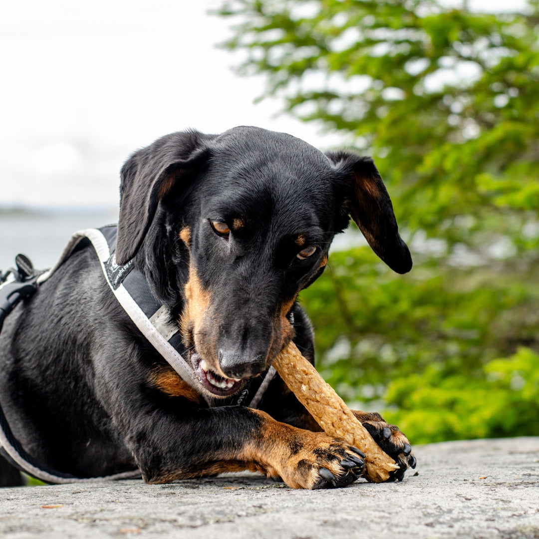 Alvar Pet Tyggeben af Rensdyr, 5-pack
