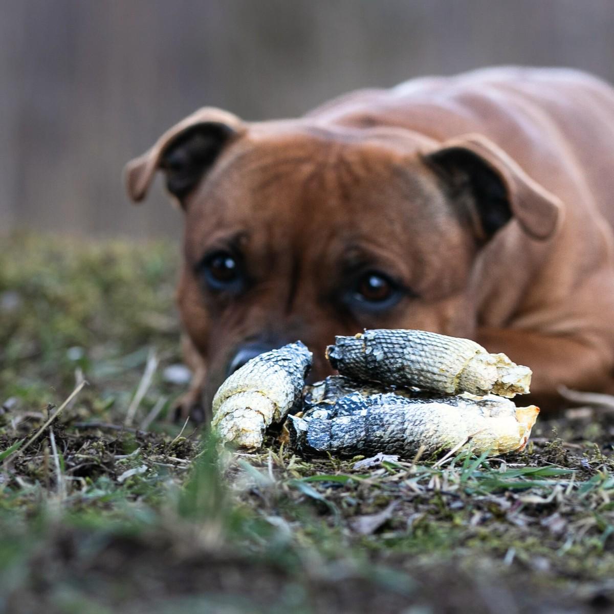 dog chews made of dried fish skin