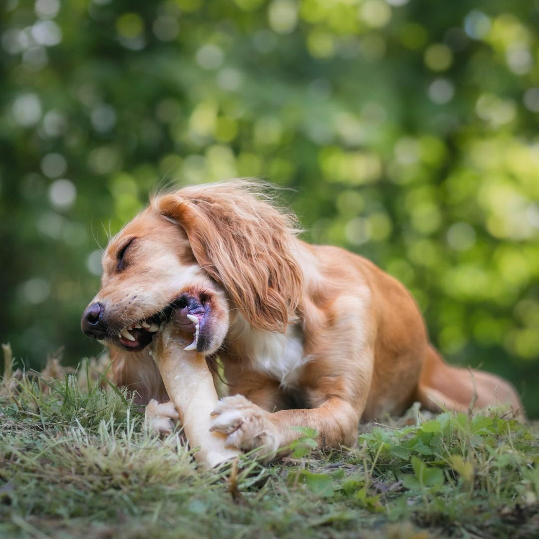 Alvar Pet Elk chew 100 g
