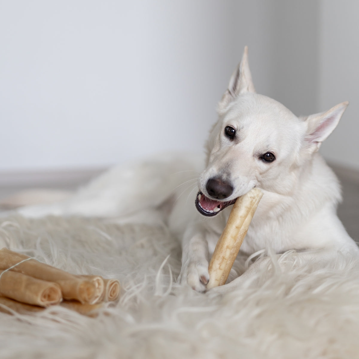 Dog chewing Alvar Pet Elk Chew