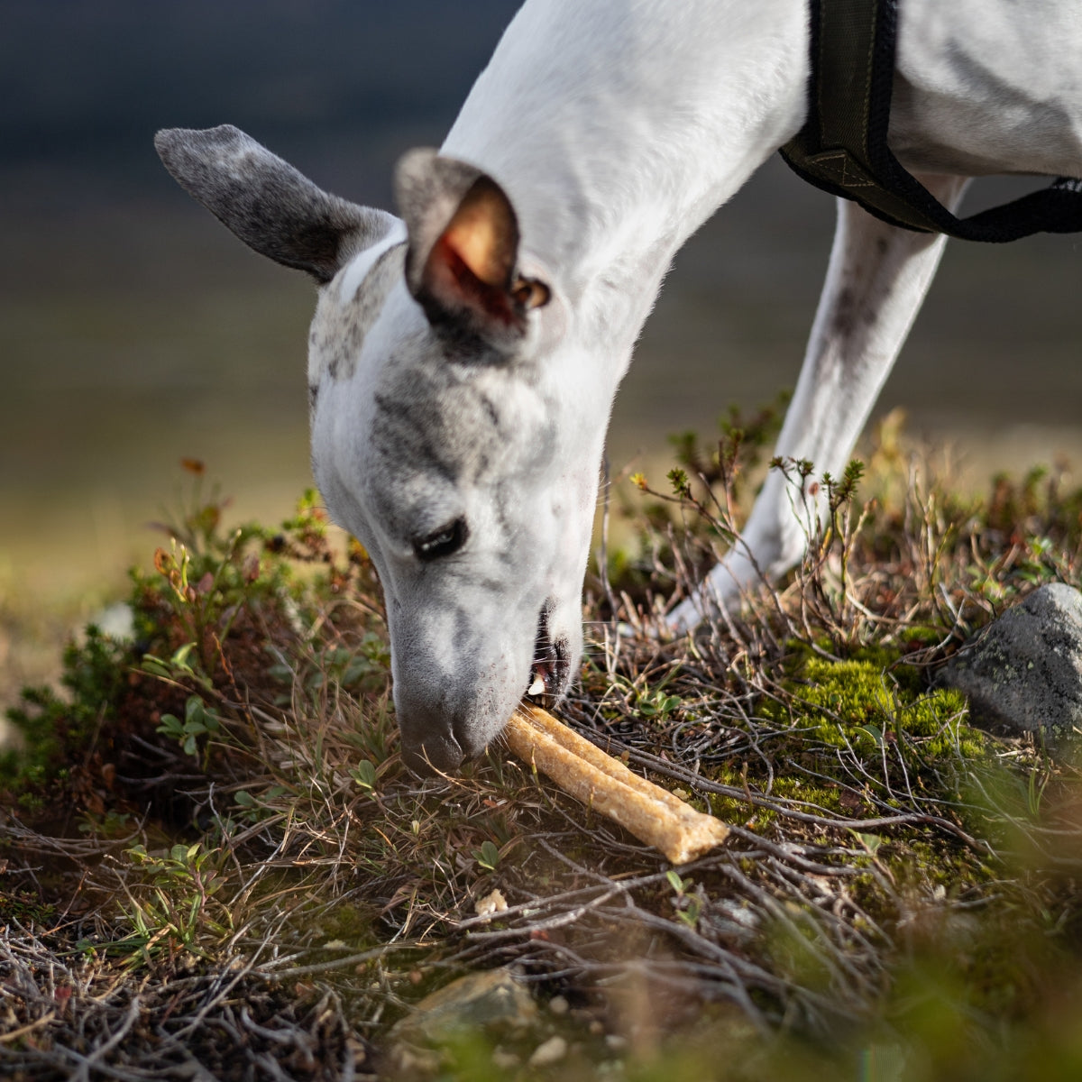 Dog chewing Alvar Pet Reindeer Chew