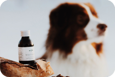 supplements for dogs