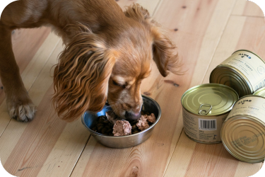 tasty topper for dog food