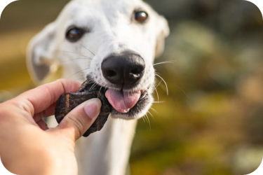 dog treats
