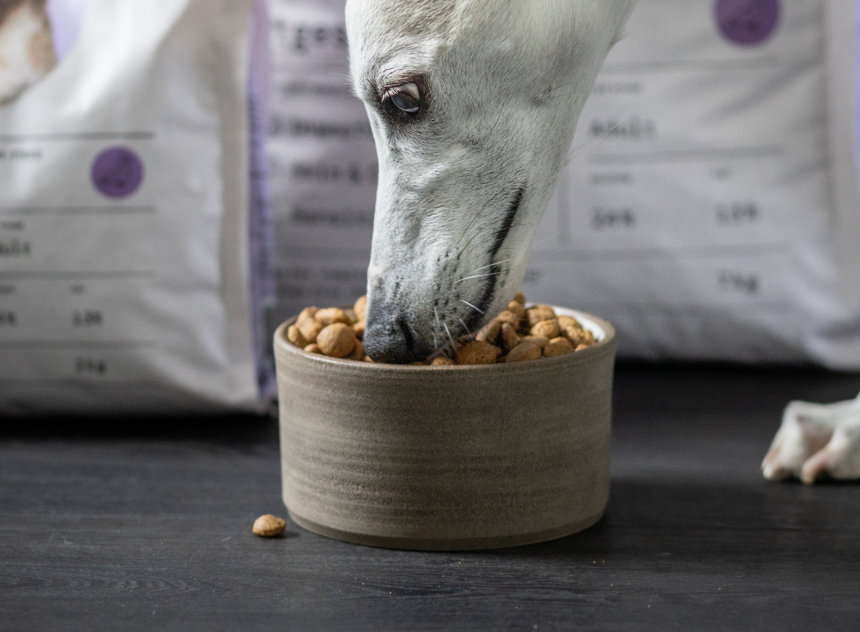 Food Sensitivity in Dogs: Common Signs to Look Out For