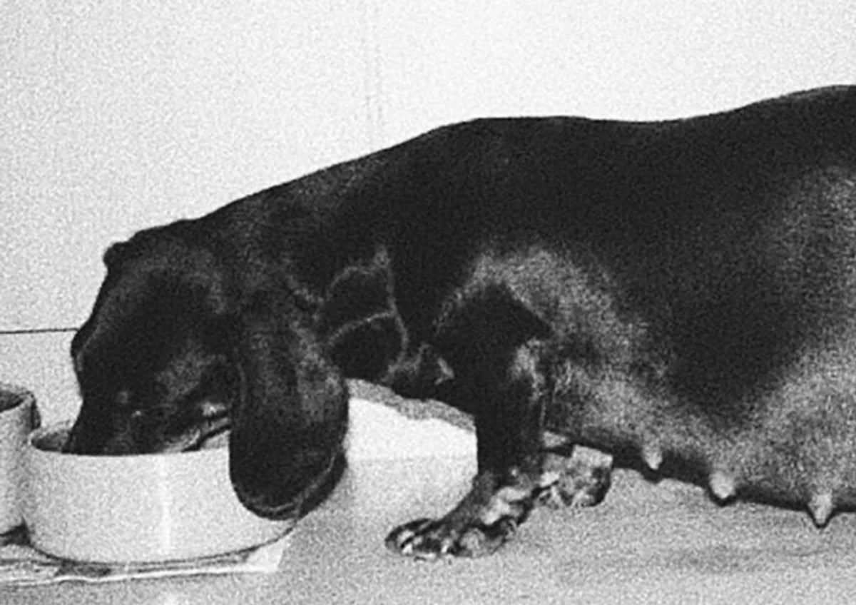 Feeding a Pregnant and Lactating Dog