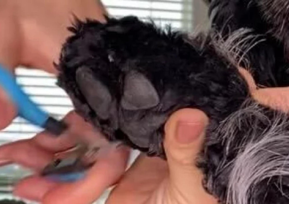 Dogs’ Sensitive Skin and Paws: Causes, Symptoms, and Solutions