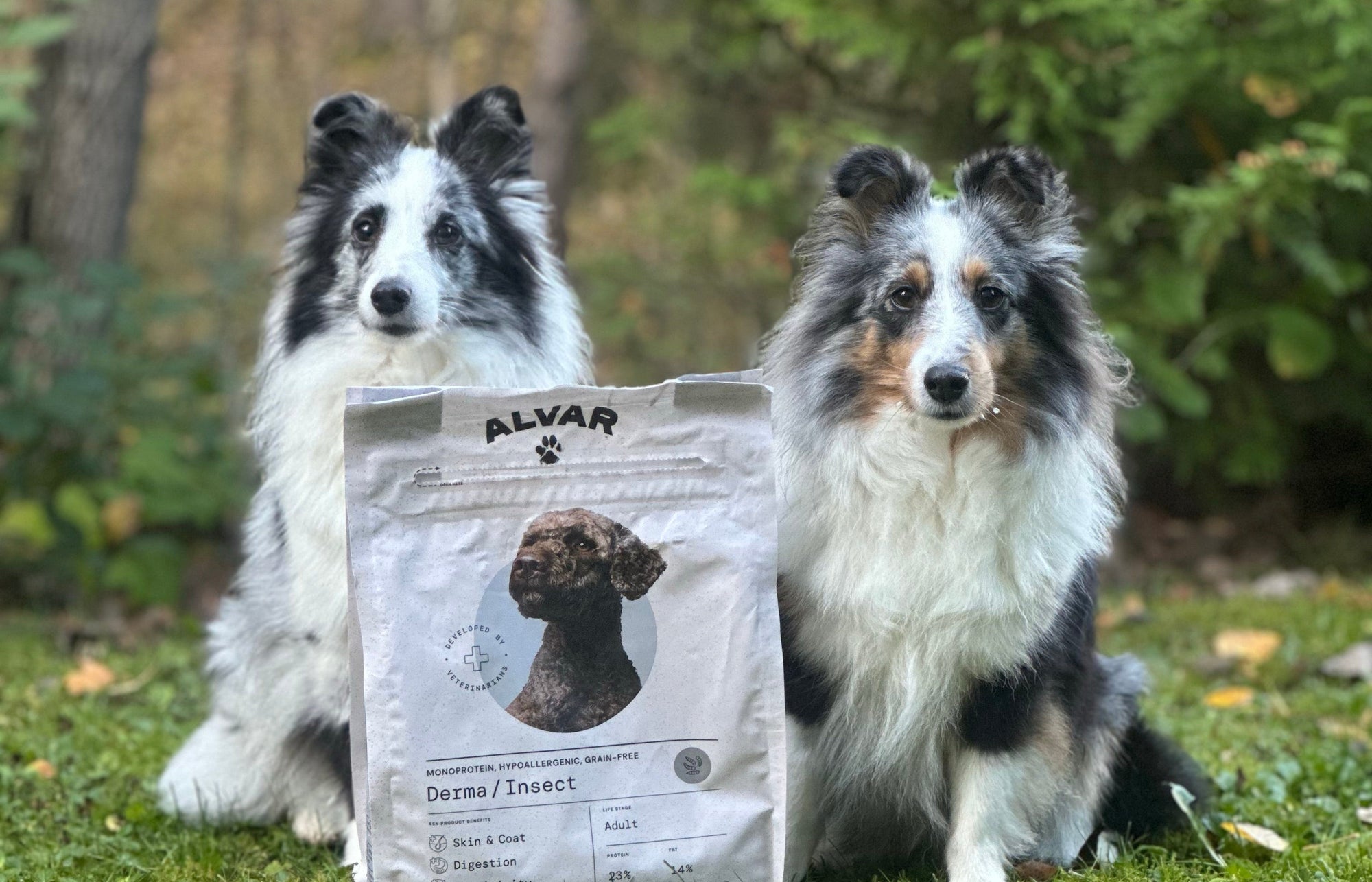 Näin valitset sopivan proteiinin herkälle koiralle