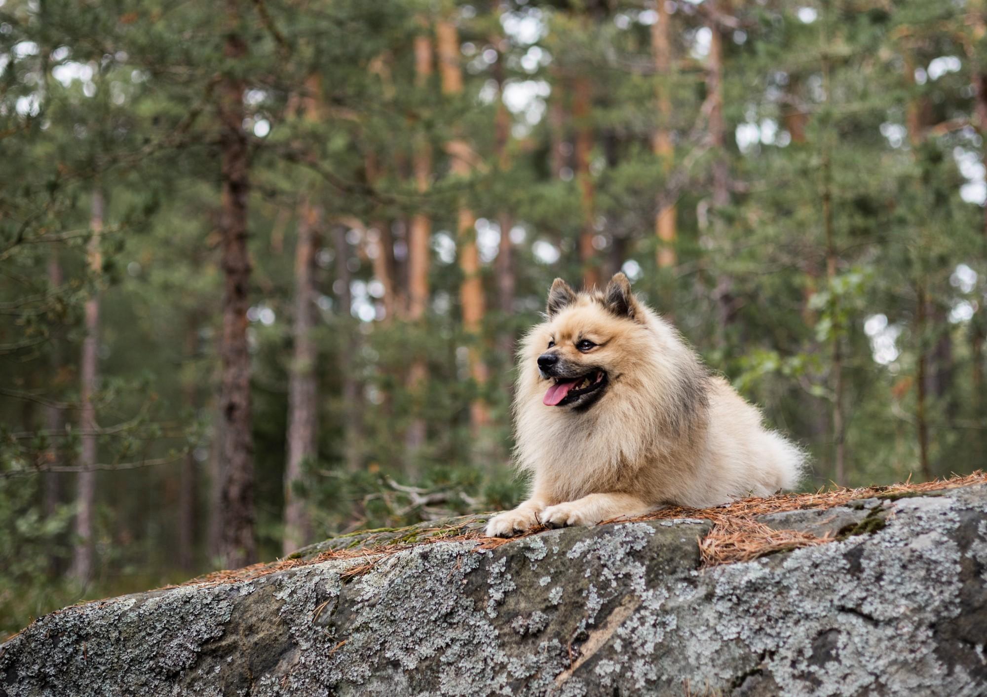 Our response to the Helsingin Sanomat dog food comparison