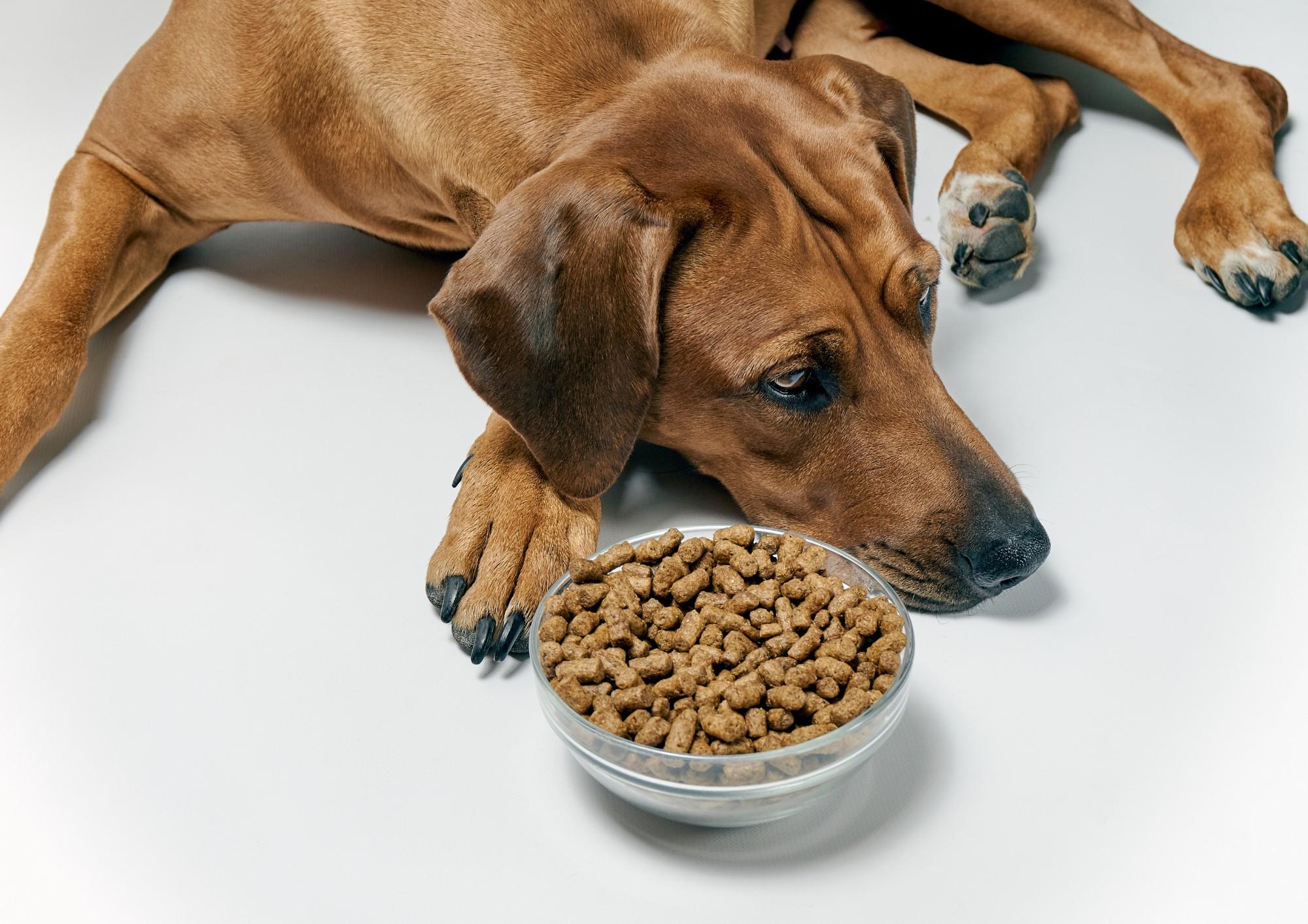 “Animal-Derived Ingredients” – Are there hidden contents in dog food?