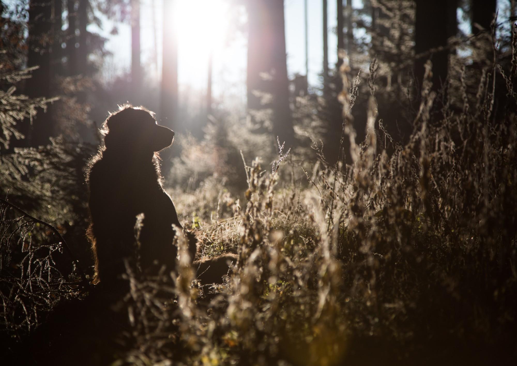 Additives in dog food: What are they and are they harmful for my dog?