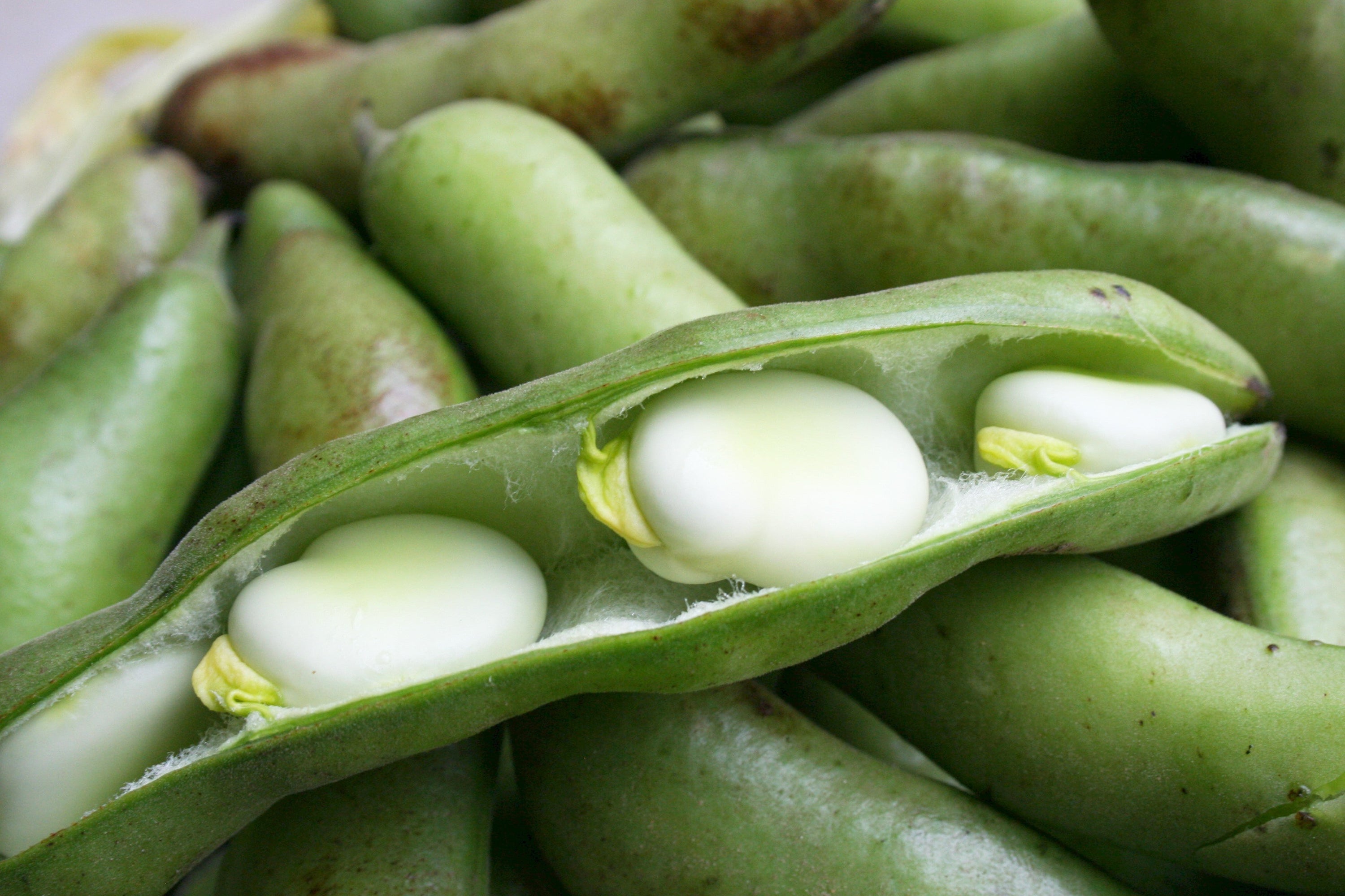 Peas and Beans in Dog Food: Understanding the Role of Legumes