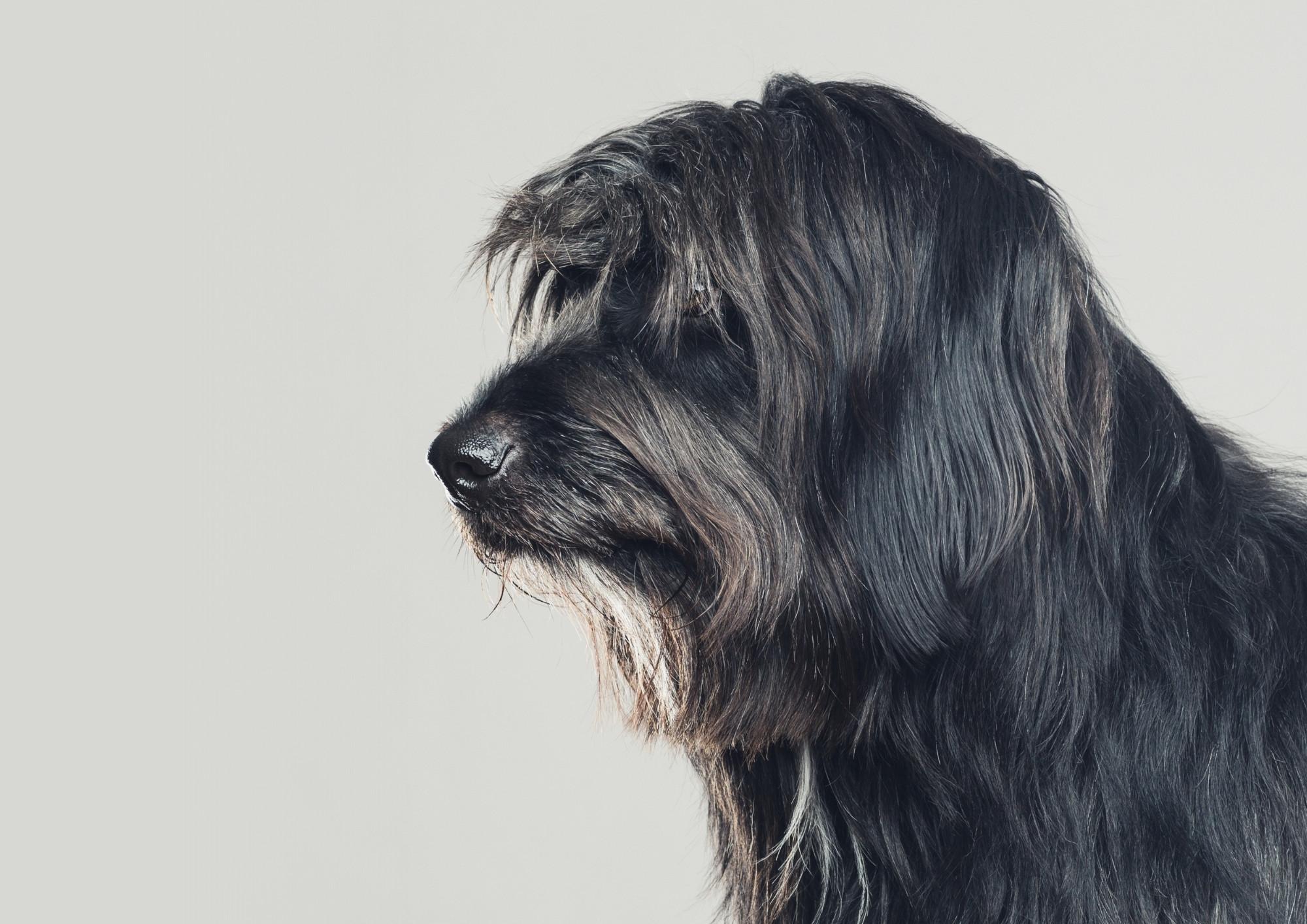 Postbiotics – a breakthrough in digestive care for pets