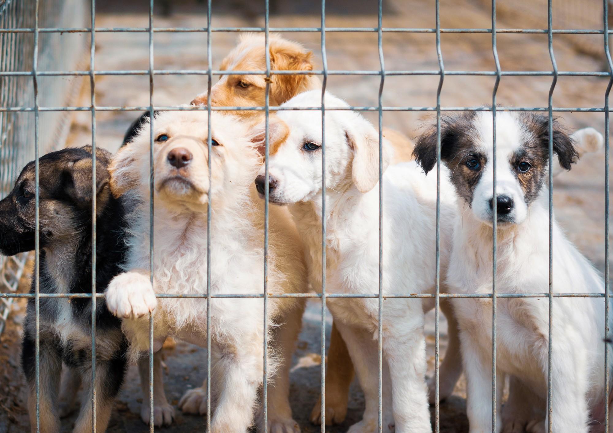 Feeding a Rescue Dog - tips for the new beginning