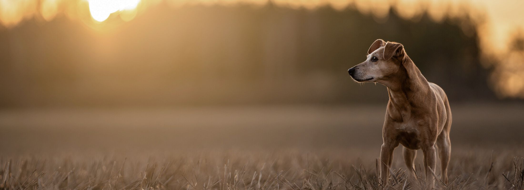 Dog standing in a field with a sunset in the background
