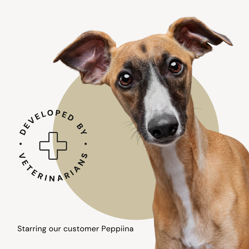 Dog food developed by veterinarians, photo of whippet dog
