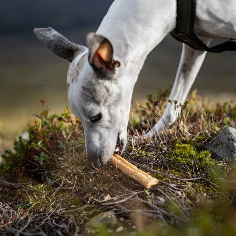 Dog chewing Alvar Pet Reindeer Chew