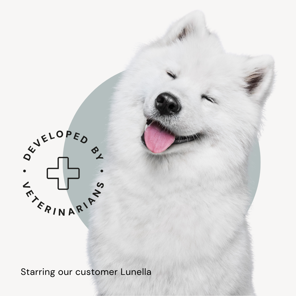White dog with a happy expression on a light background with text overlay.