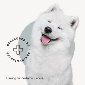 White dog with a happy expression on a light background with text overlay.