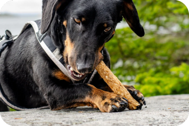 healthy dog chews