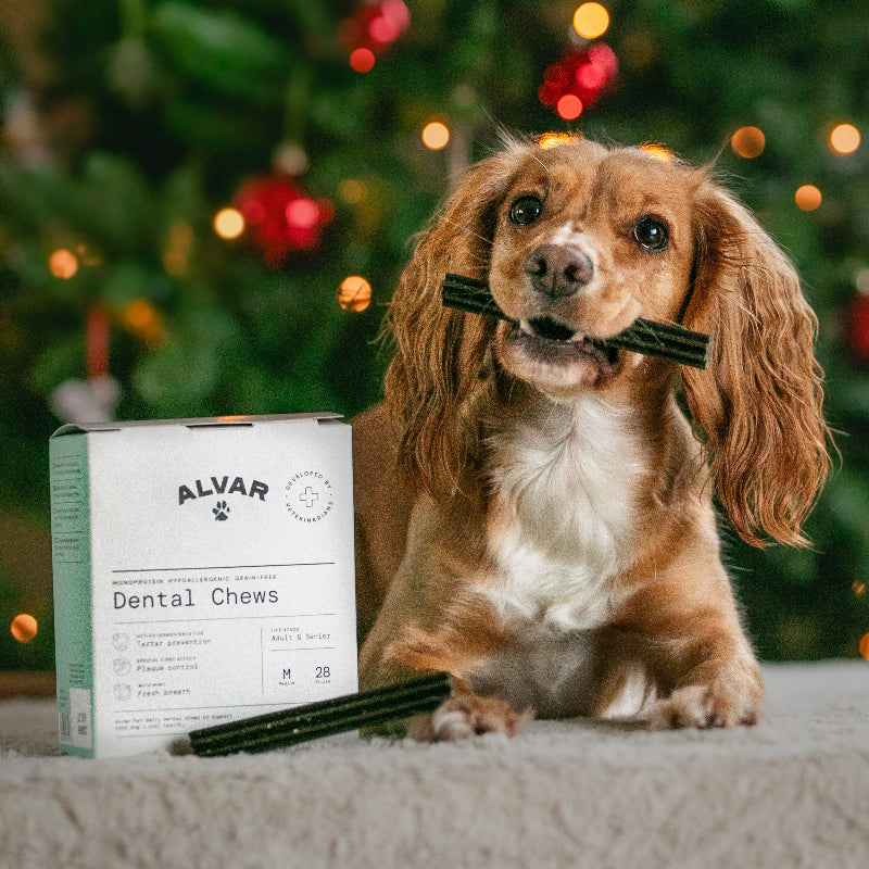 Dog holding dental chews with an Alvar Dental Chews box in front of a Christmas tree.