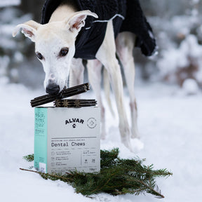 Dog with Alvar Pet Dental Chews packaging in a snowy setting