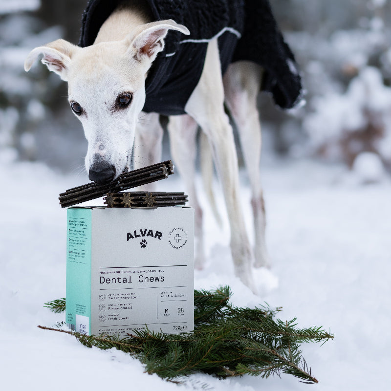 Dog with Alvar Pet Dental Chews packaging in a snowy setting