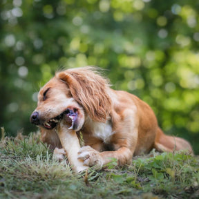 Alvar Pet Elk chew 100 g